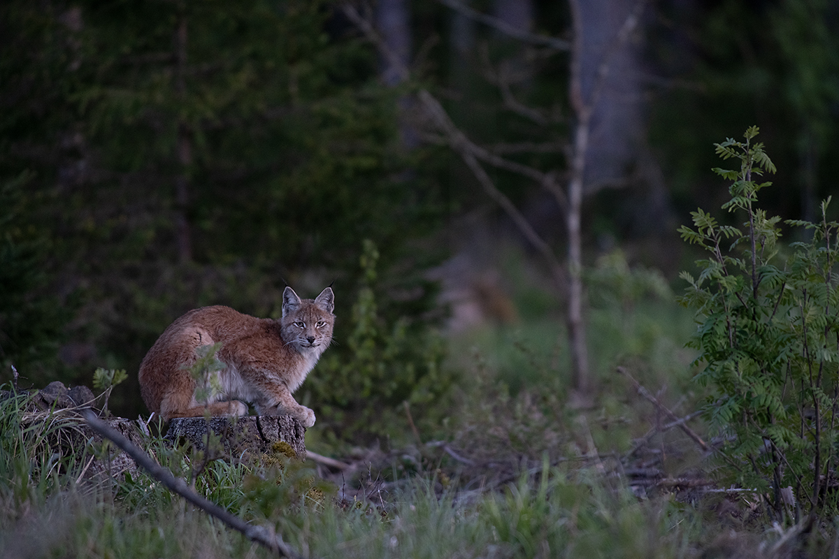 Ilves